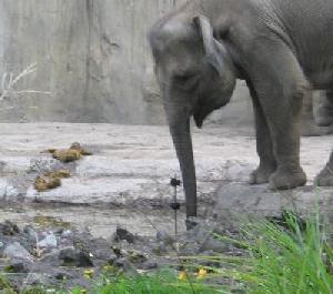 Elephant